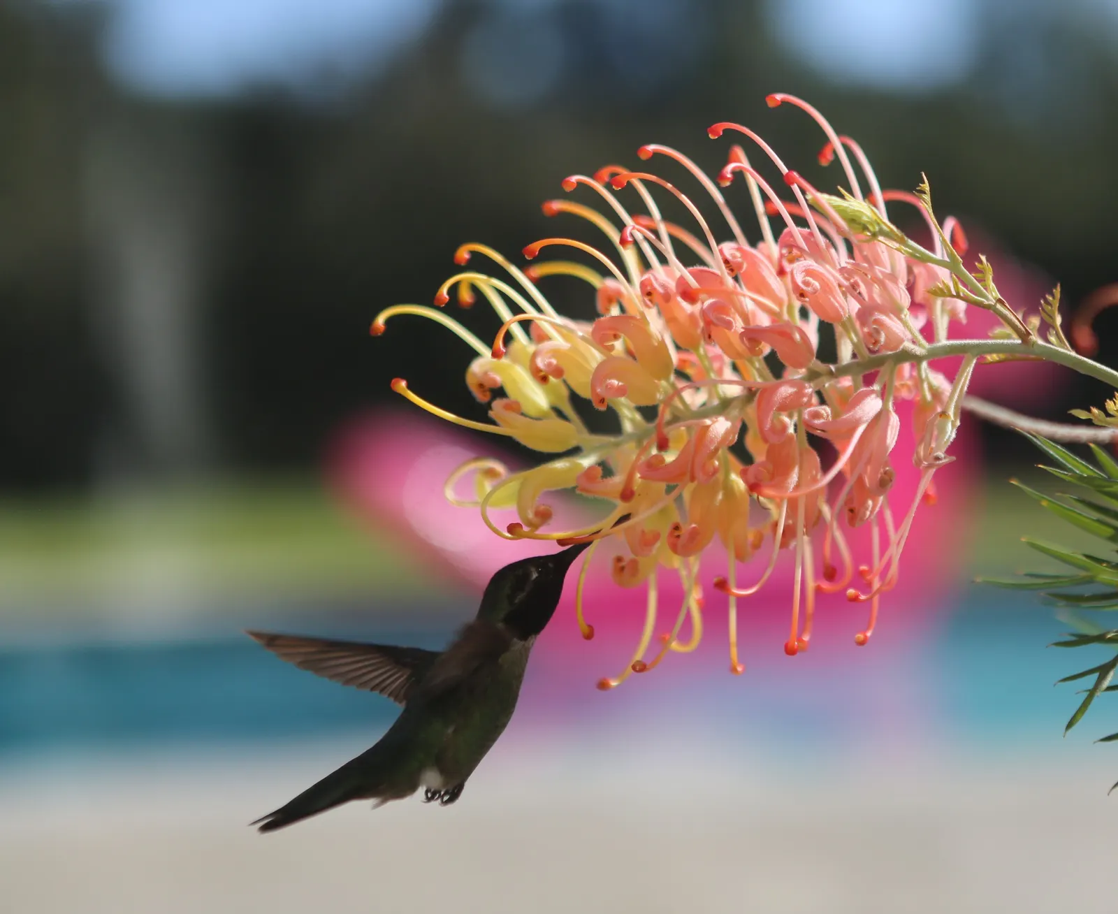 Peaches And Cream Grevillea (Grevillea 'Peaches And Cream') — making it an excellent choice for regions with dry climates