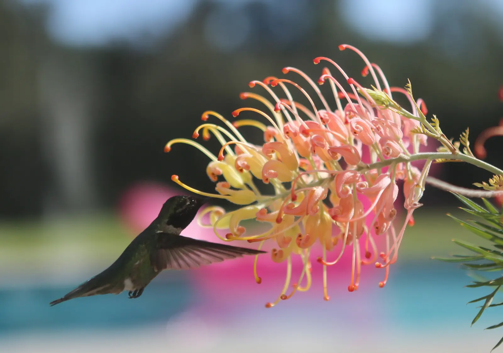 Peaches And Cream Grevillea (Grevillea 'Peaches And Cream') — soft green foliage adds a graceful backdrop to the bold flowers and allows for versatile design