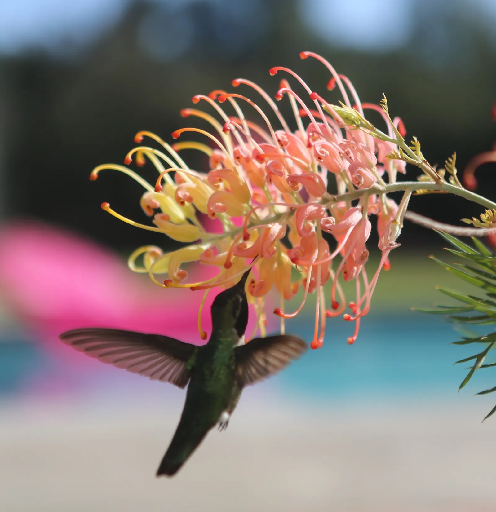 Peaches And Cream Grevillea (Grevillea 'Peaches And Cream') — attracting hummingbirds and pollinators