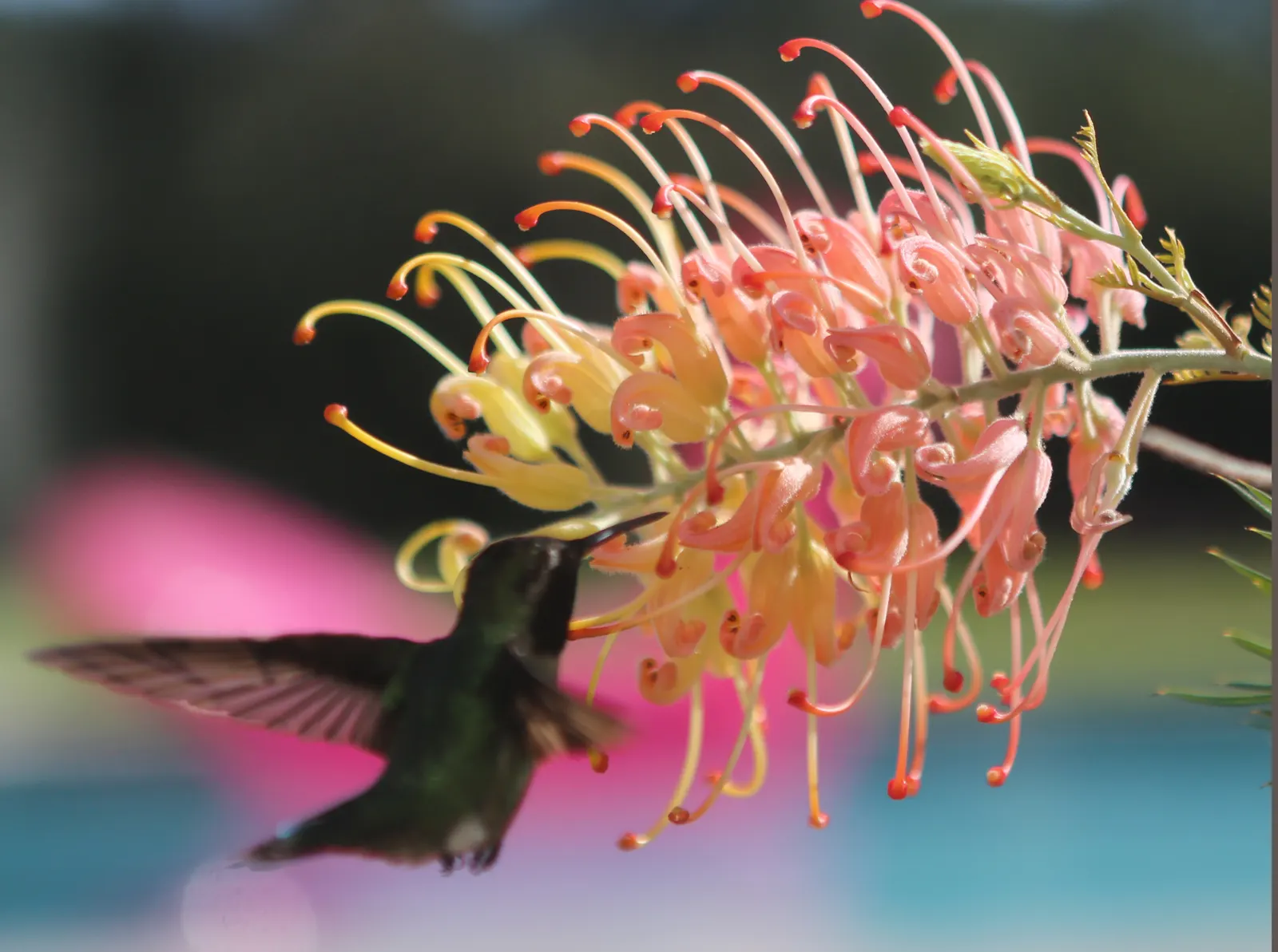 Peaches And Cream Grevillea (Grevillea 'Peaches And Cream') — ensuring resilience in varying garden conditions.<br><br>The plant's fine-textured