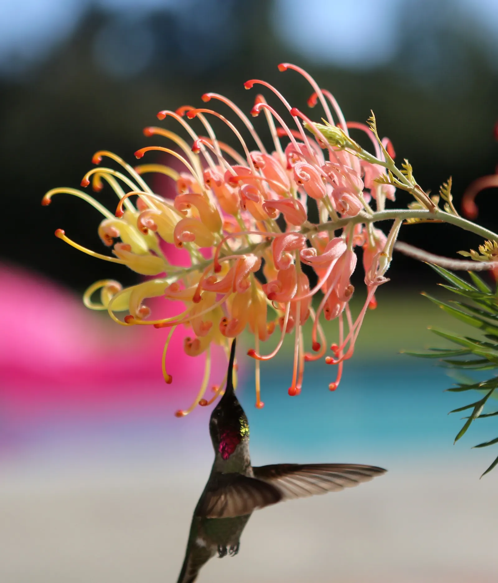 Peaches And Cream Grevillea (Grevillea 'Peaches And Cream') — This hardy specie is both drought and frost tolerant
