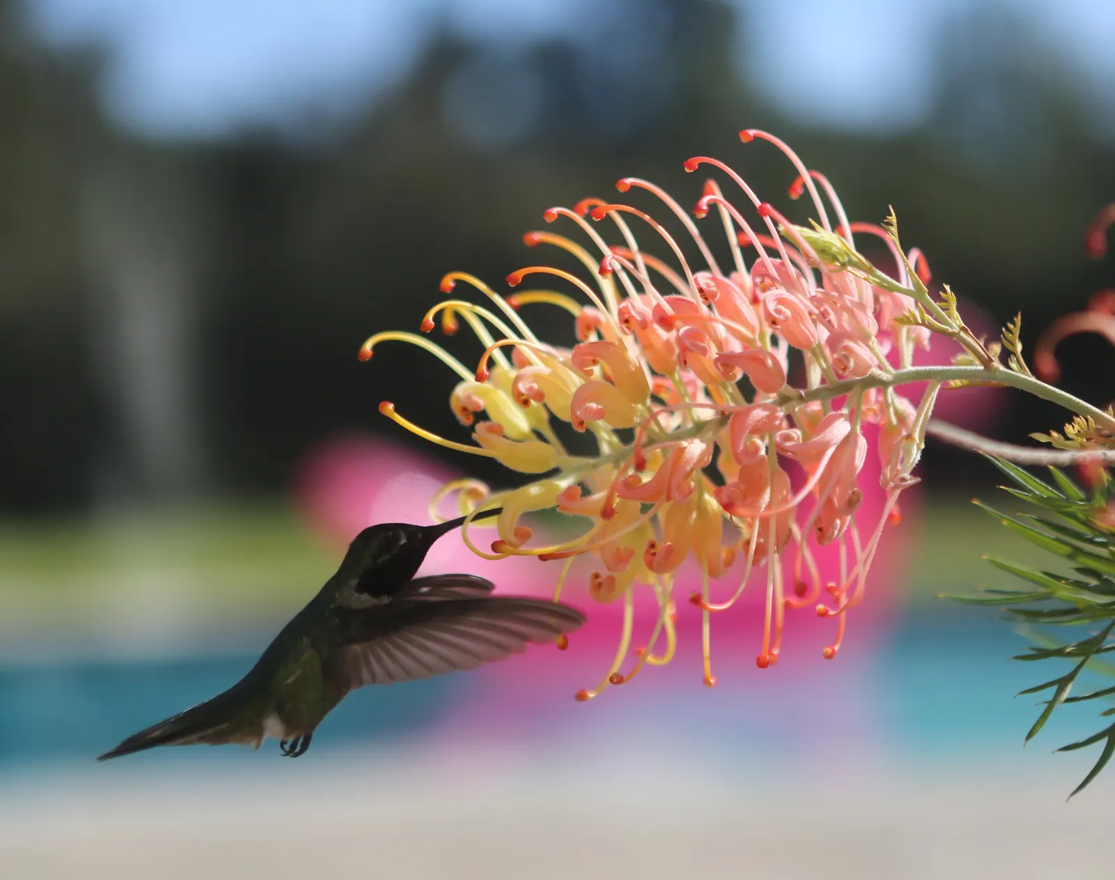 Peaches And Cream Grevillea (Grevillea 'Peaches And Cream') — Peaches and Cream Grevillea is a medium-sized evergreen shrub that provides a substantial and
