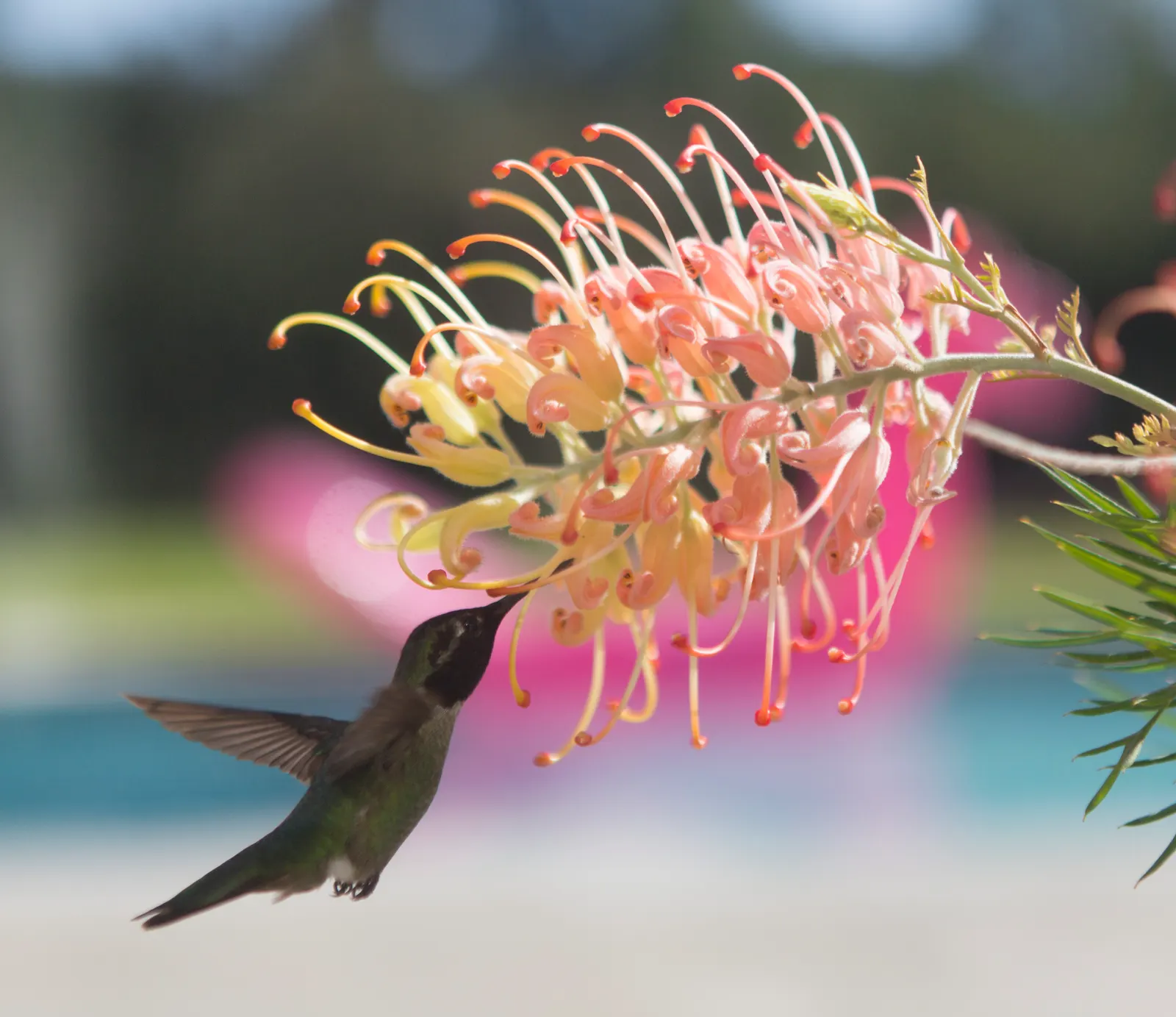 Peaches And Cream Grevillea (Grevillea 'Peaches And Cream') — multi-colored and pink and red and yellow flowers in the garden