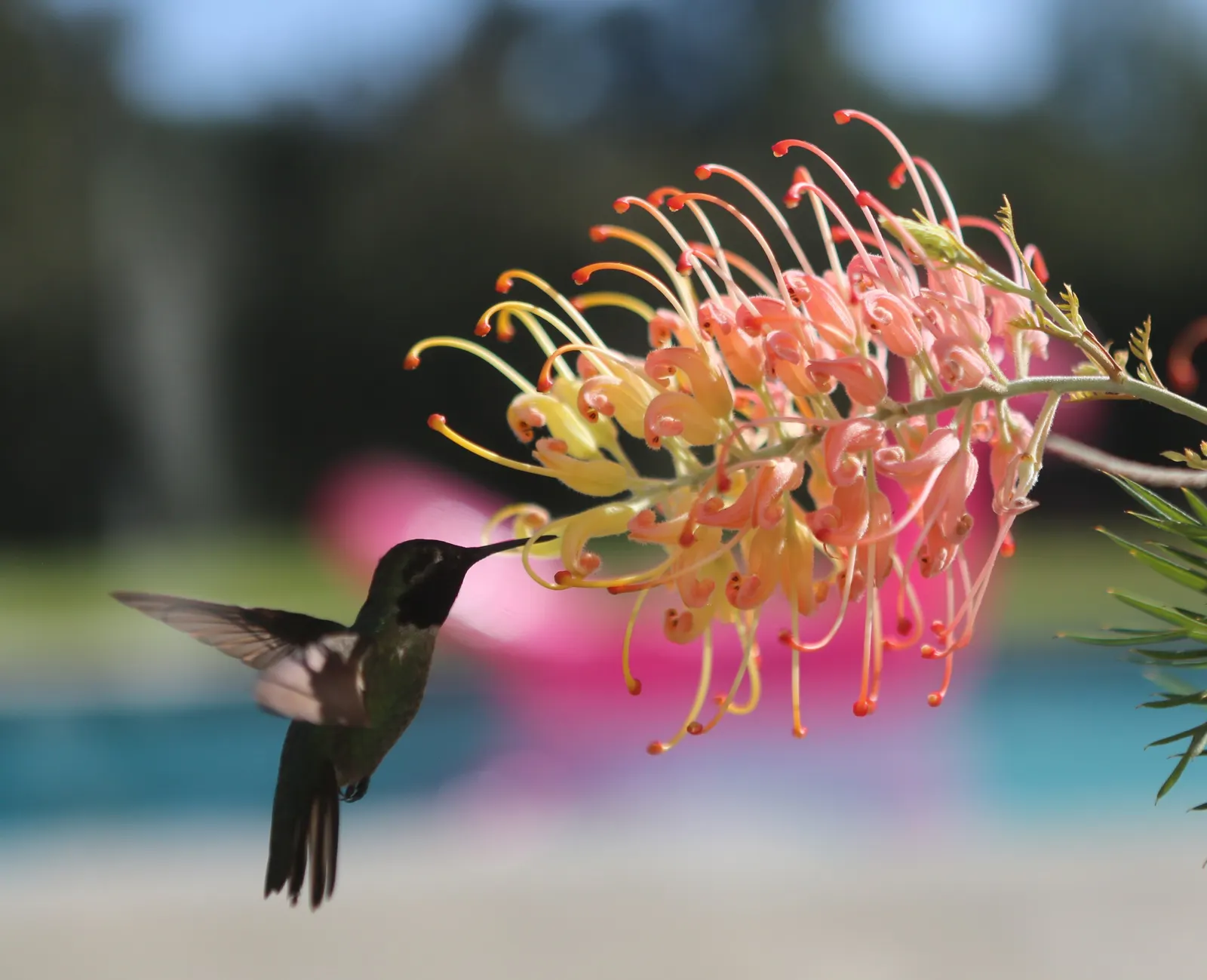 Peaches And Cream Grevillea (Grevillea 'Peaches And Cream') — it features soft peach to light cream spikes up to 6 inches long