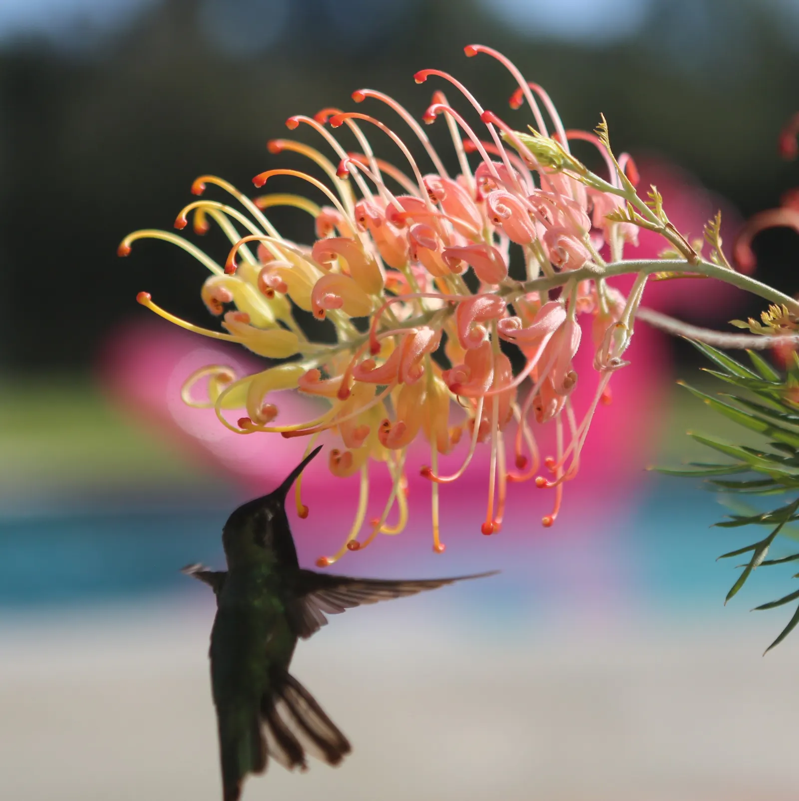 Peaches And Cream Grevillea (Grevillea 'Peaches And Cream') — Drought-tolerant once established, it's ideal for low-maintenance gardens and mixed borders in