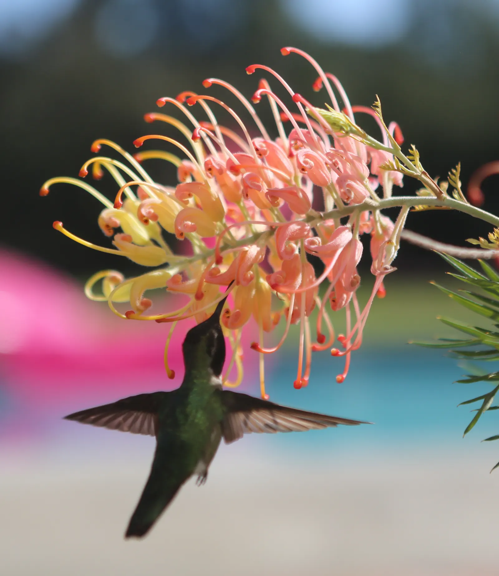Peaches And Cream Grevillea (Grevillea 'Peaches And Cream') — shrub with multi-colored and pink and red and yellow blooms