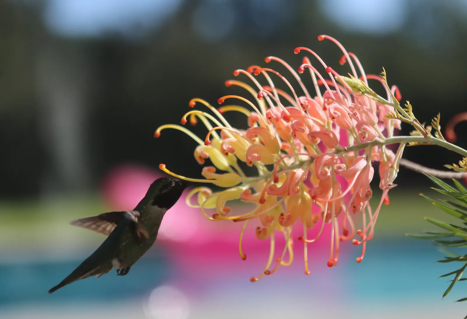 Peaches And Cream Grevillea (Grevillea 'Peaches And Cream') — With these care considerations