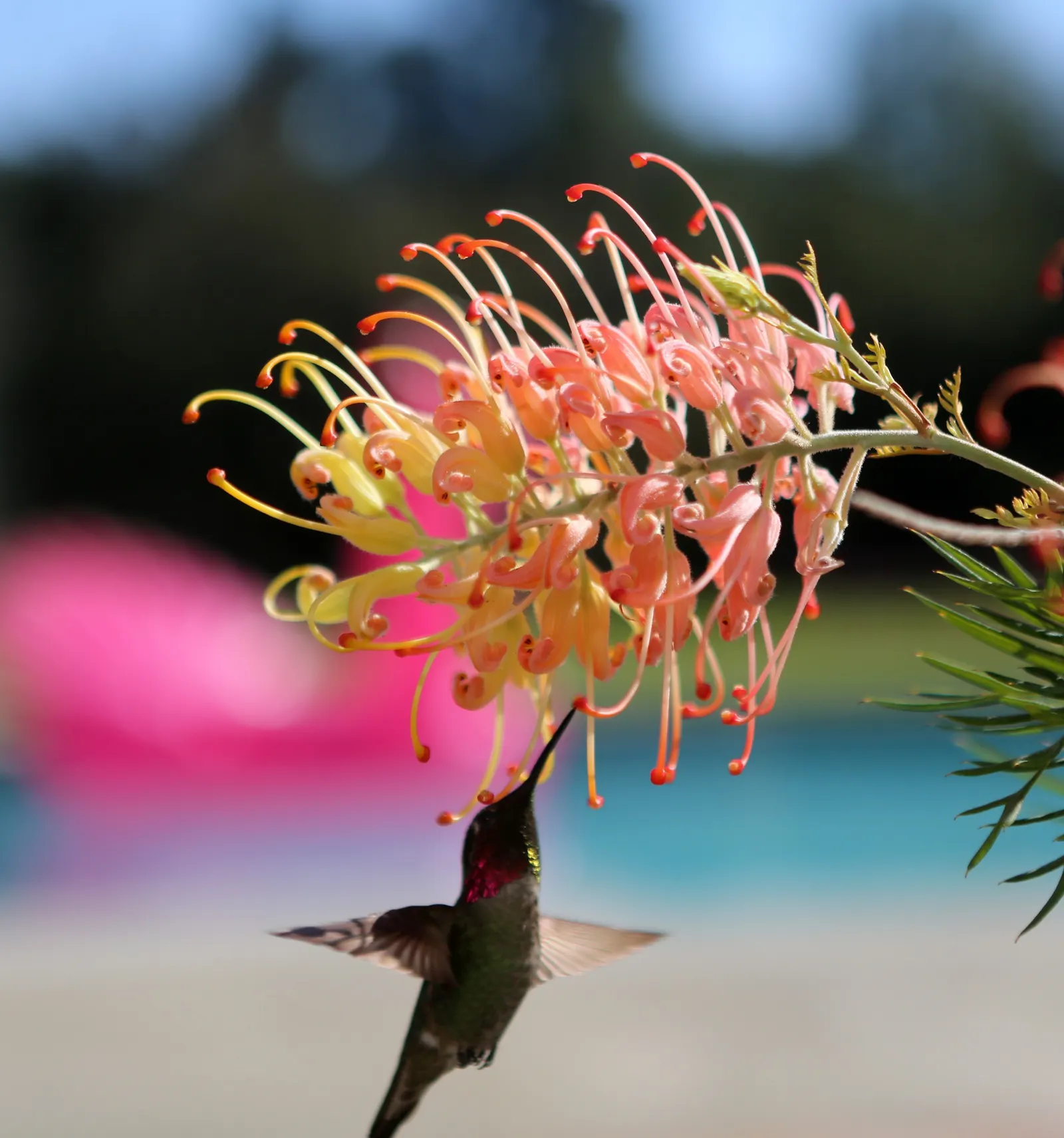 Peaches And Cream Grevillea (Grevillea 'Peaches And Cream') — Grevillea 'Peaches and Cream' is an evergreen shrub prized for its bicolored blooms