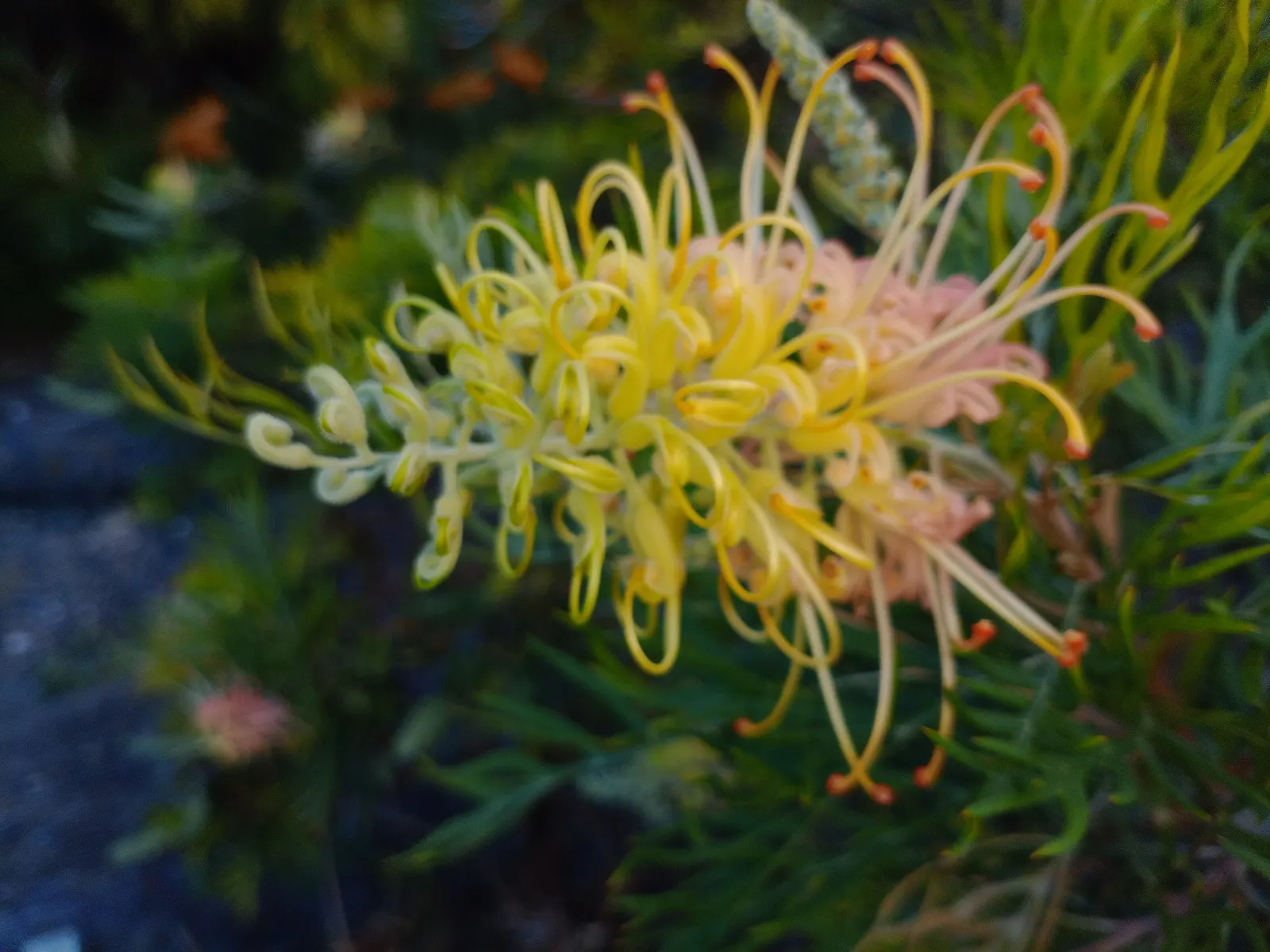 Peaches And Cream Grevillea (Grevillea 'Peaches And Cream') — Grows 3-6 feet tall with an equal spread, preferring full sun to partial shade and well-drained
