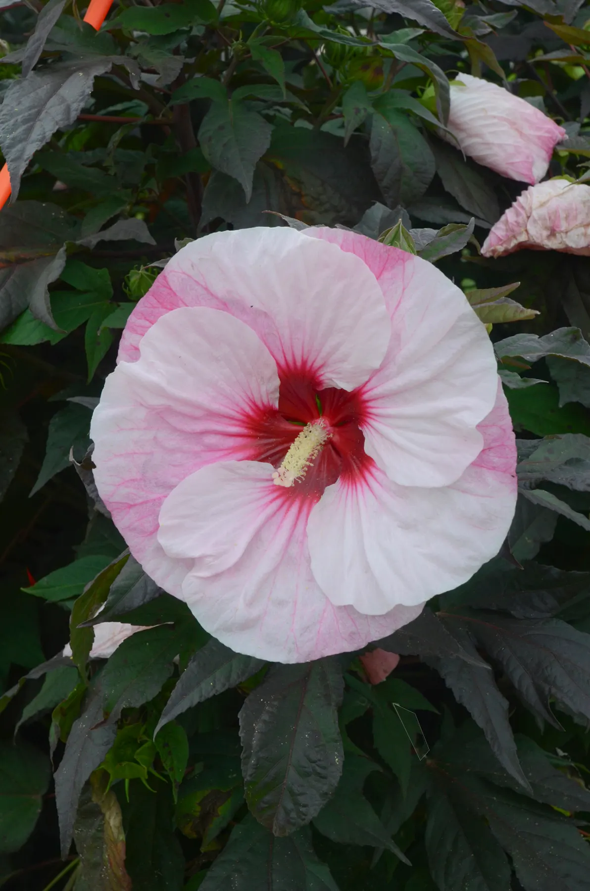 'Perfect Storm' Rose Mallow (Hibiscus hybrid) — Proven Winners - Summerific® 'Perfect Storm' - Rose Mallow - Hibiscus hybrid pink white plant details