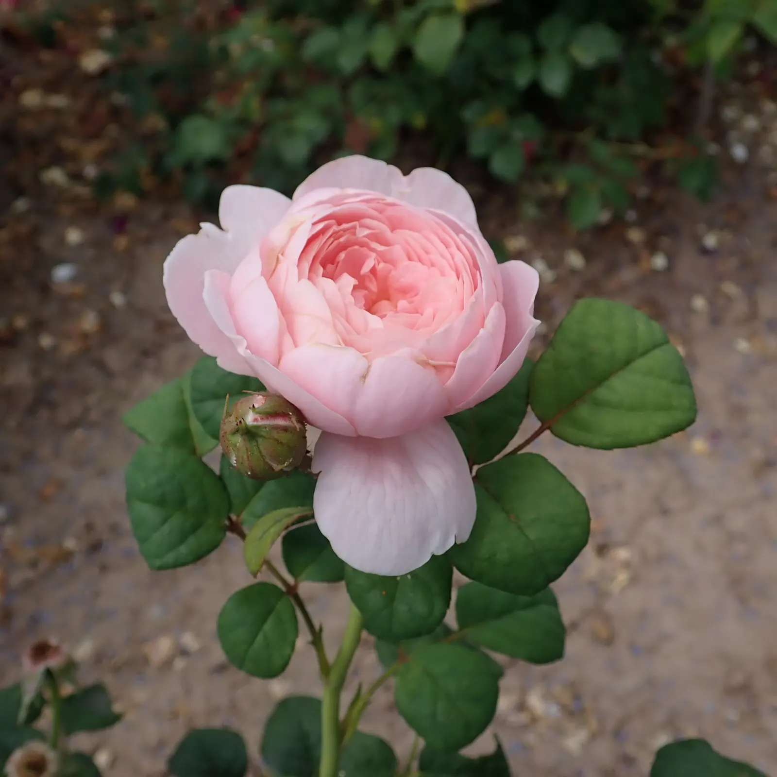 Queen Of Sweden David Austin Rose (Rosa David Austin 'Queen Of Sweden') — enhancing any garden design
