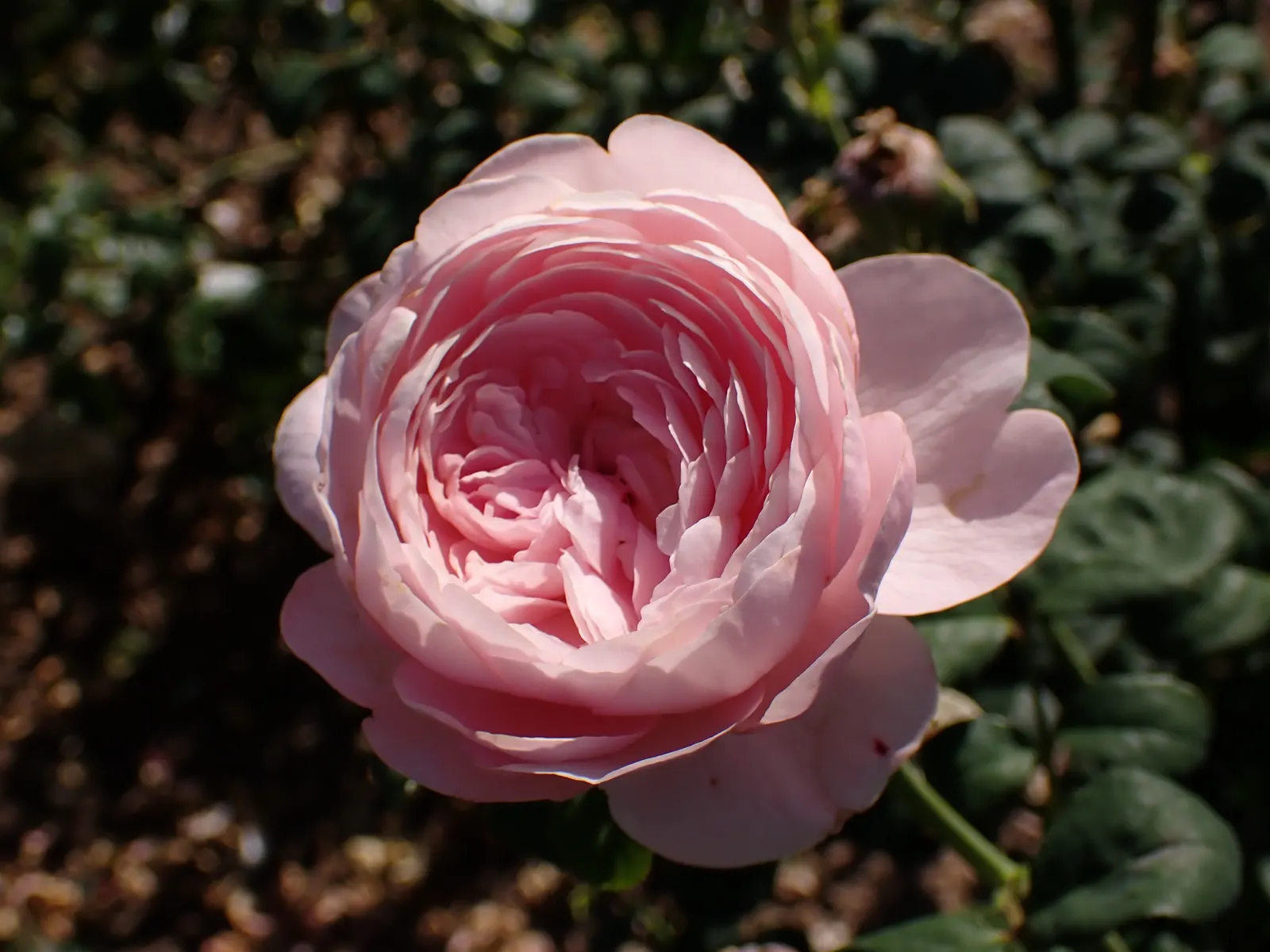 Queen Of Sweden David Austin Rose (Rosa David Austin 'Queen Of Sweden') — soft pink blooms with a classic cupped shape