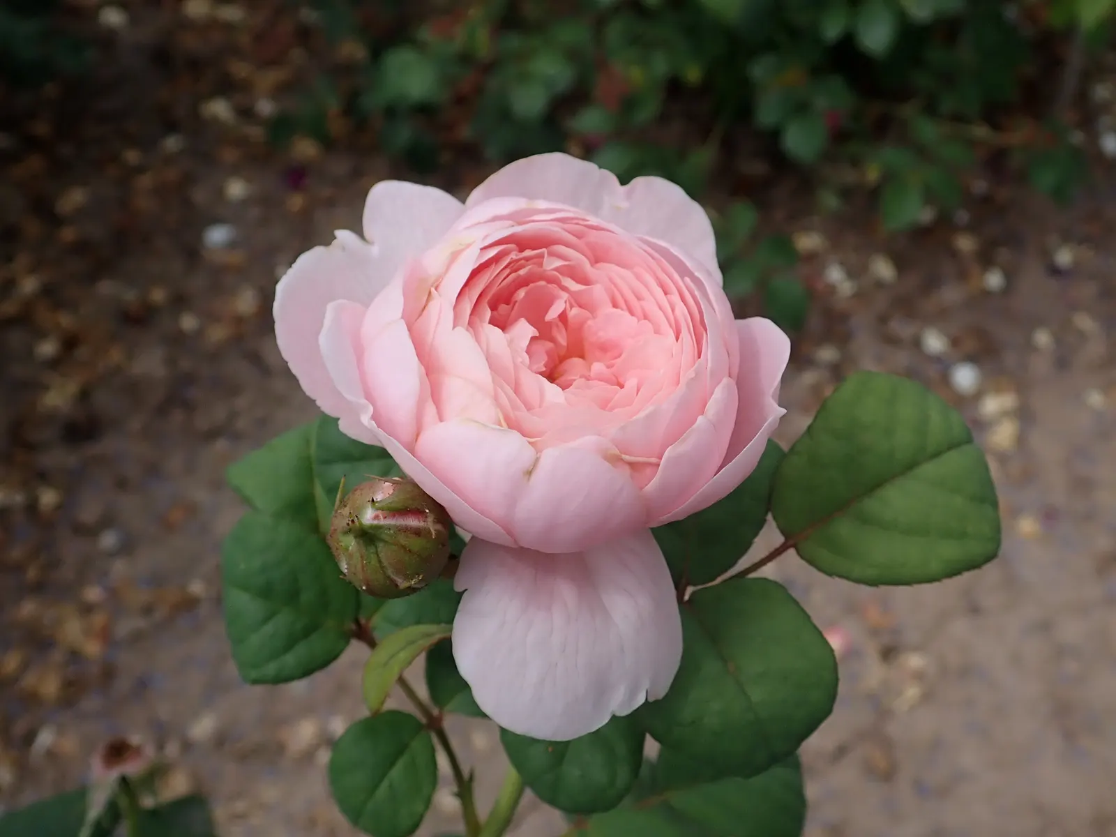 Queen Of Sweden David Austin Rose (Rosa David Austin 'Queen Of Sweden') — Its upright and bushy habit flourishes in zones 5-9, preferring full sun and