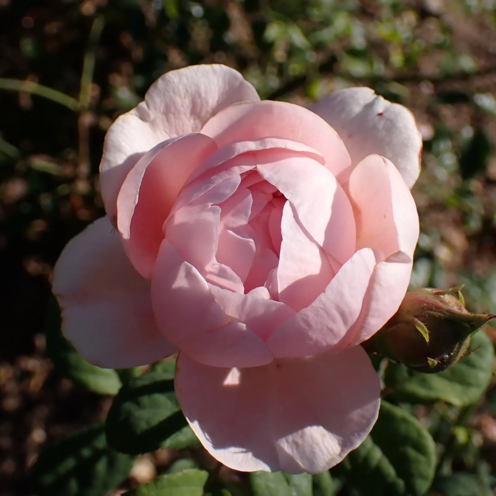 Queen Of Sweden David Austin Rose (Rosa David Austin 'Queen Of Sweden') — this variety offers continuous blooming from late spring to frost