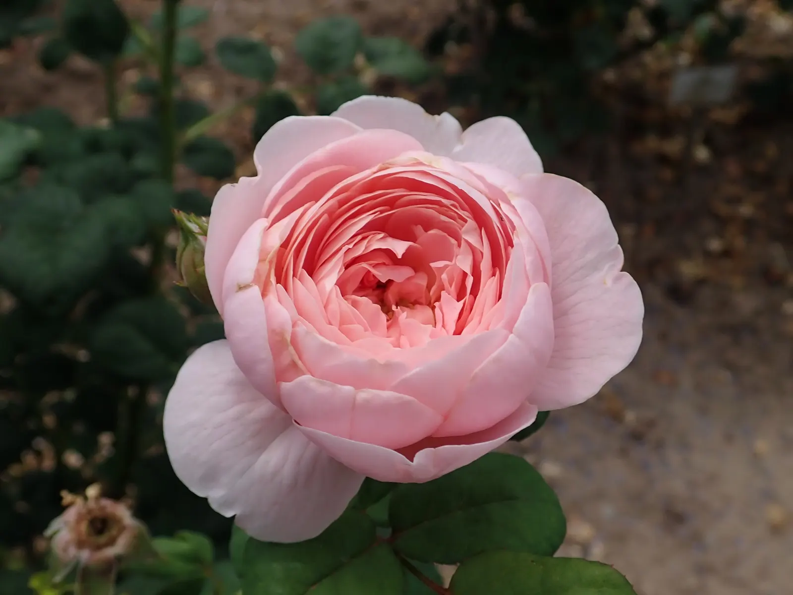 Queen Of Sweden David Austin Rose (Rosa David Austin 'Queen Of Sweden') — Reaching heights up to 4 feet with a 2.5-foot spread, it boasts a delightful myrrh