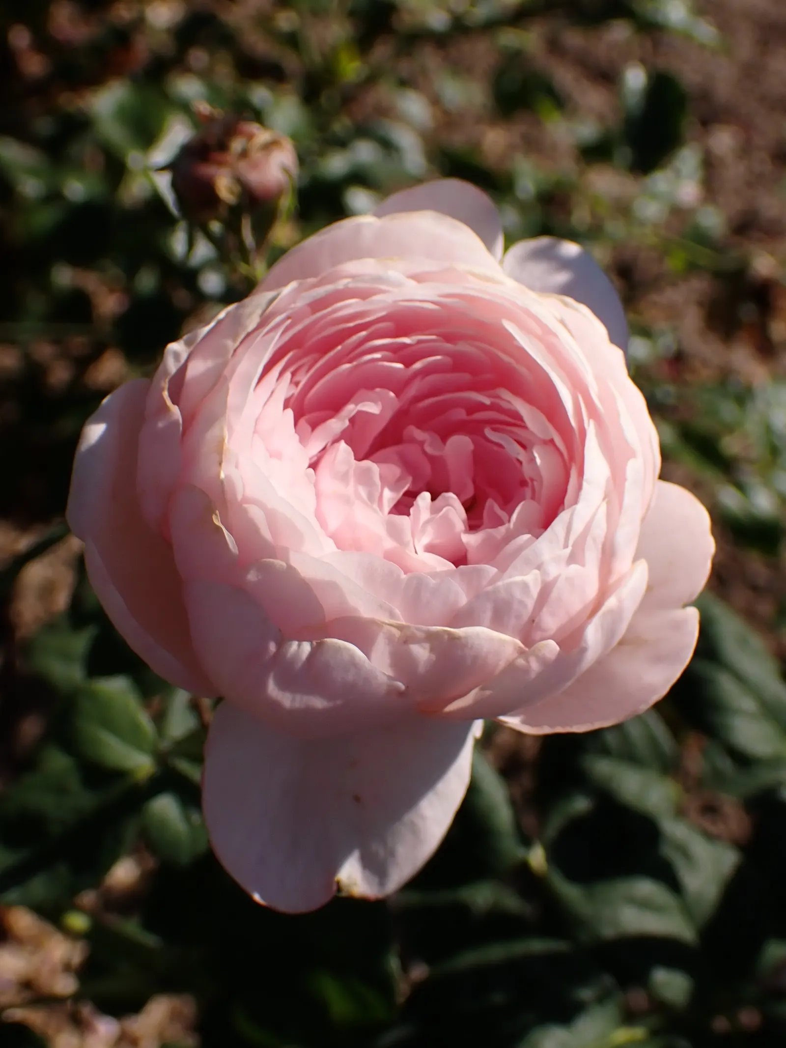 Queen Of Sweden David Austin Rose (Rosa David Austin 'Queen Of Sweden') — commonly known as the Queen of Sweden David Austin Rose
