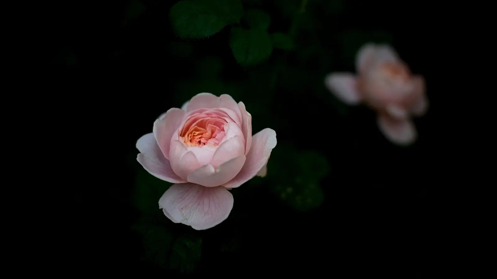 Queen Of Sweden David Austin Rose (Rosa David Austin 'Queen Of Sweden') — The Rosa 'Queen of Sweden' is a captivating David Austin English Rose showcasing