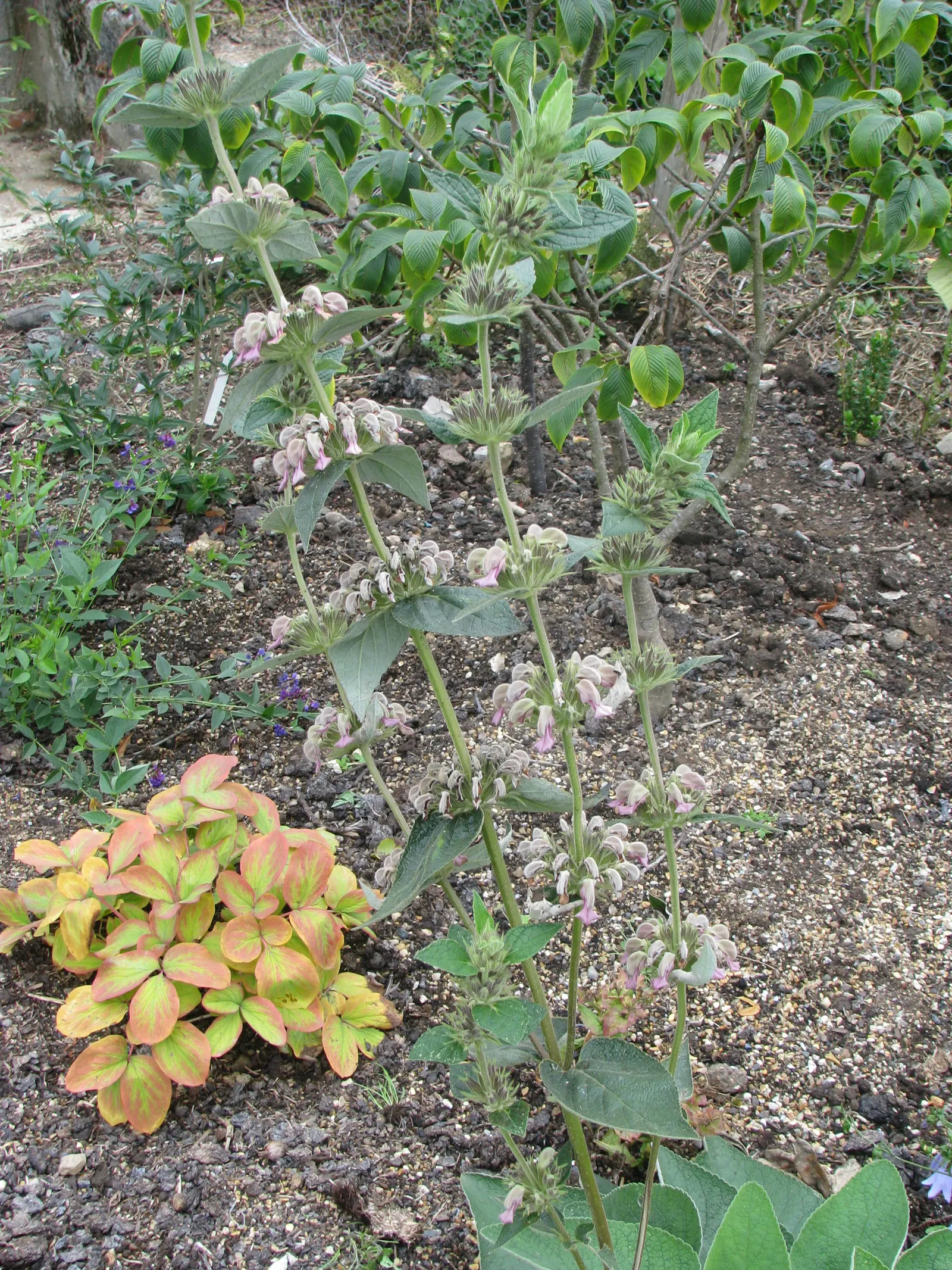 Jerusalem Sage (Phlomis Samia) — attracting bees and butterflies