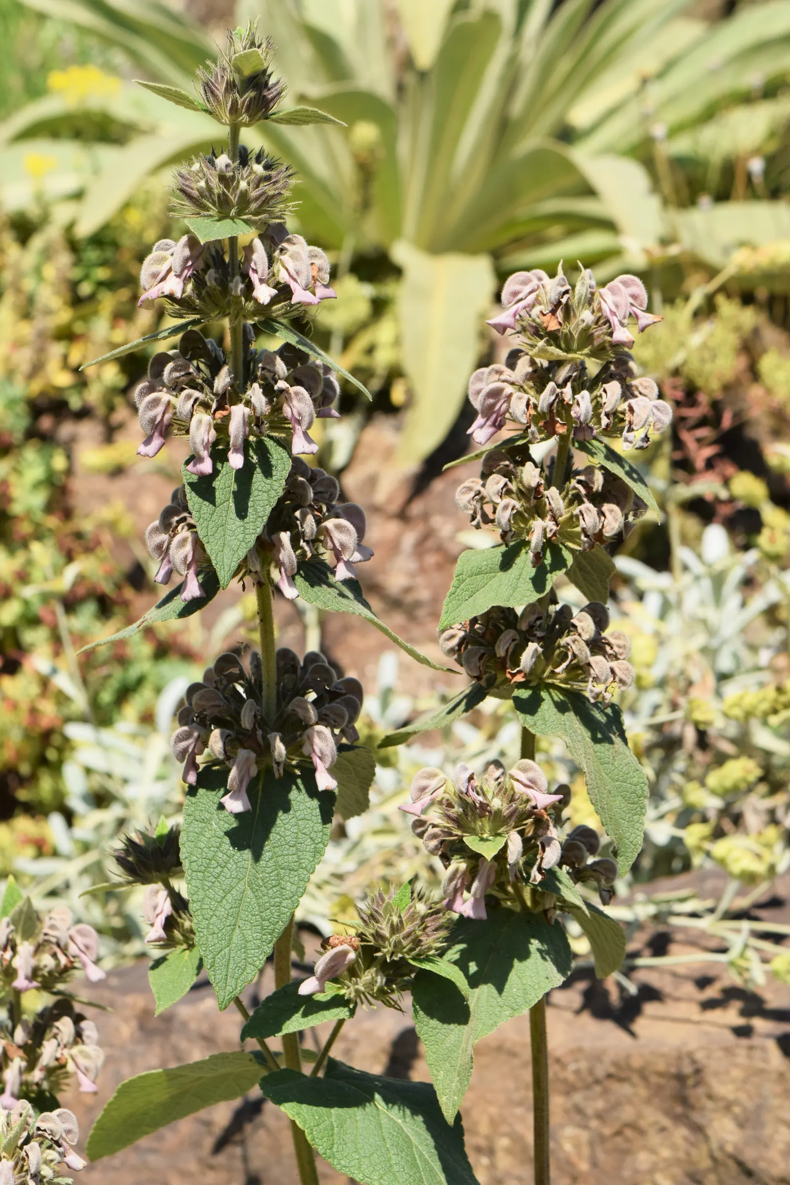 Jerusalem Sage (Phlomis Samia) — This drought-tolerant plant prefers full sun and well-drained soil