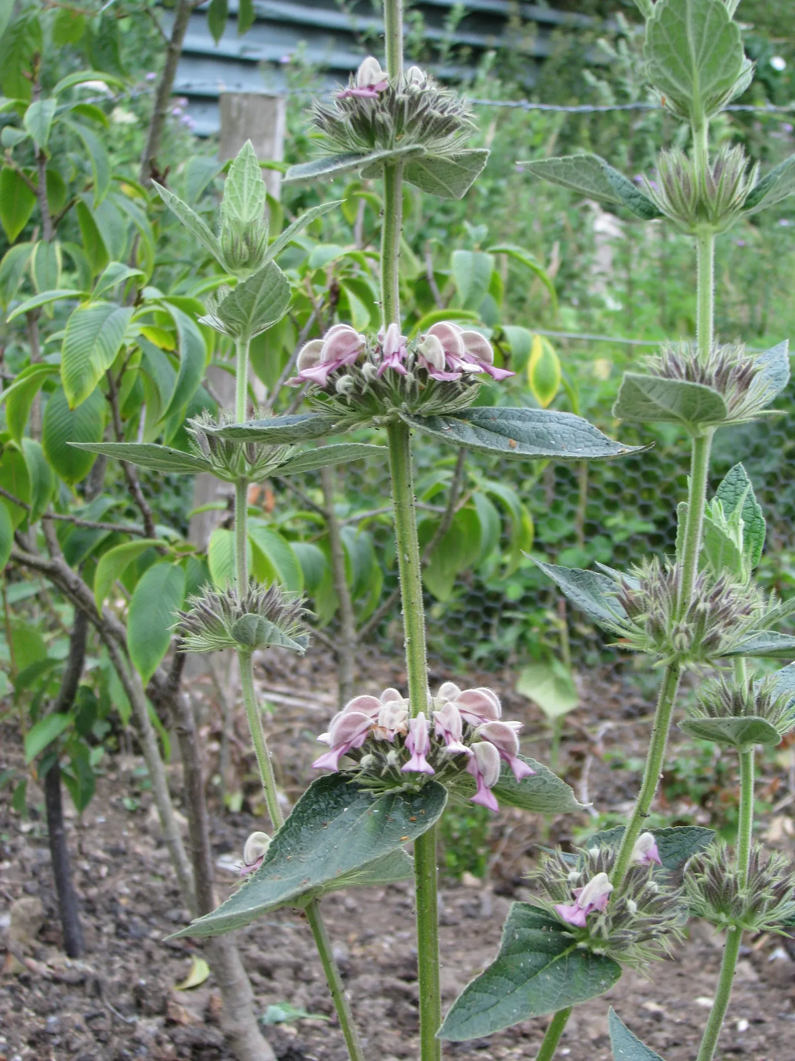 Jerusalem Sage (Phlomis Samia) — sage-green leaves and statuesque pink-purple whorled flowers