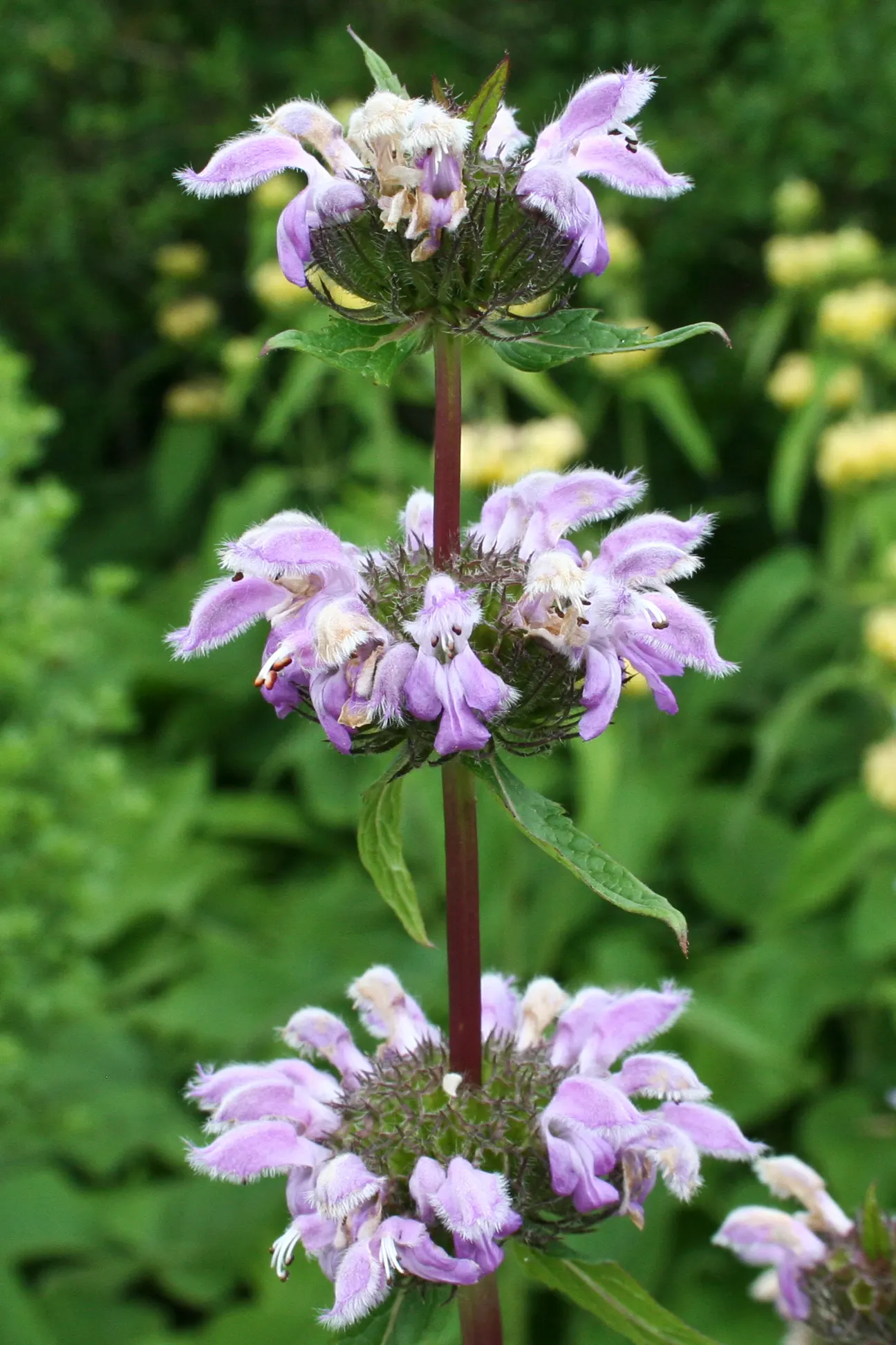 Jerusalem Sage (Phlomis Samia) — Thriving in zones 7-10, it reaches up to 3 feet tall and spans 2-3 feet wide