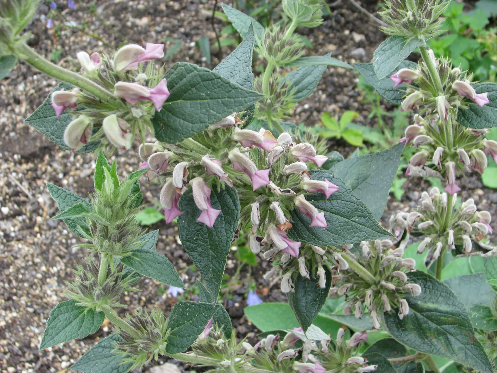 Jerusalem Sage (Phlomis Samia) — Ideal for Mediterranean-themed gardens