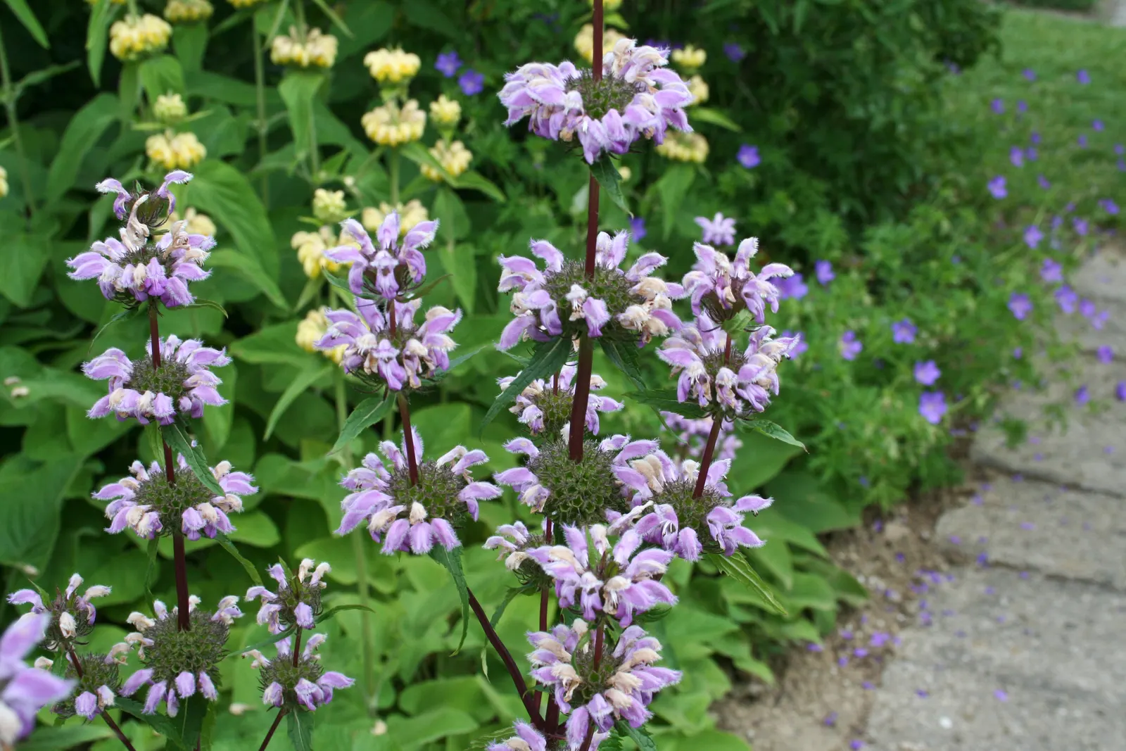 Jerusalem Sage (Phlomis Samia) — offering a striking appearance and deer resistance