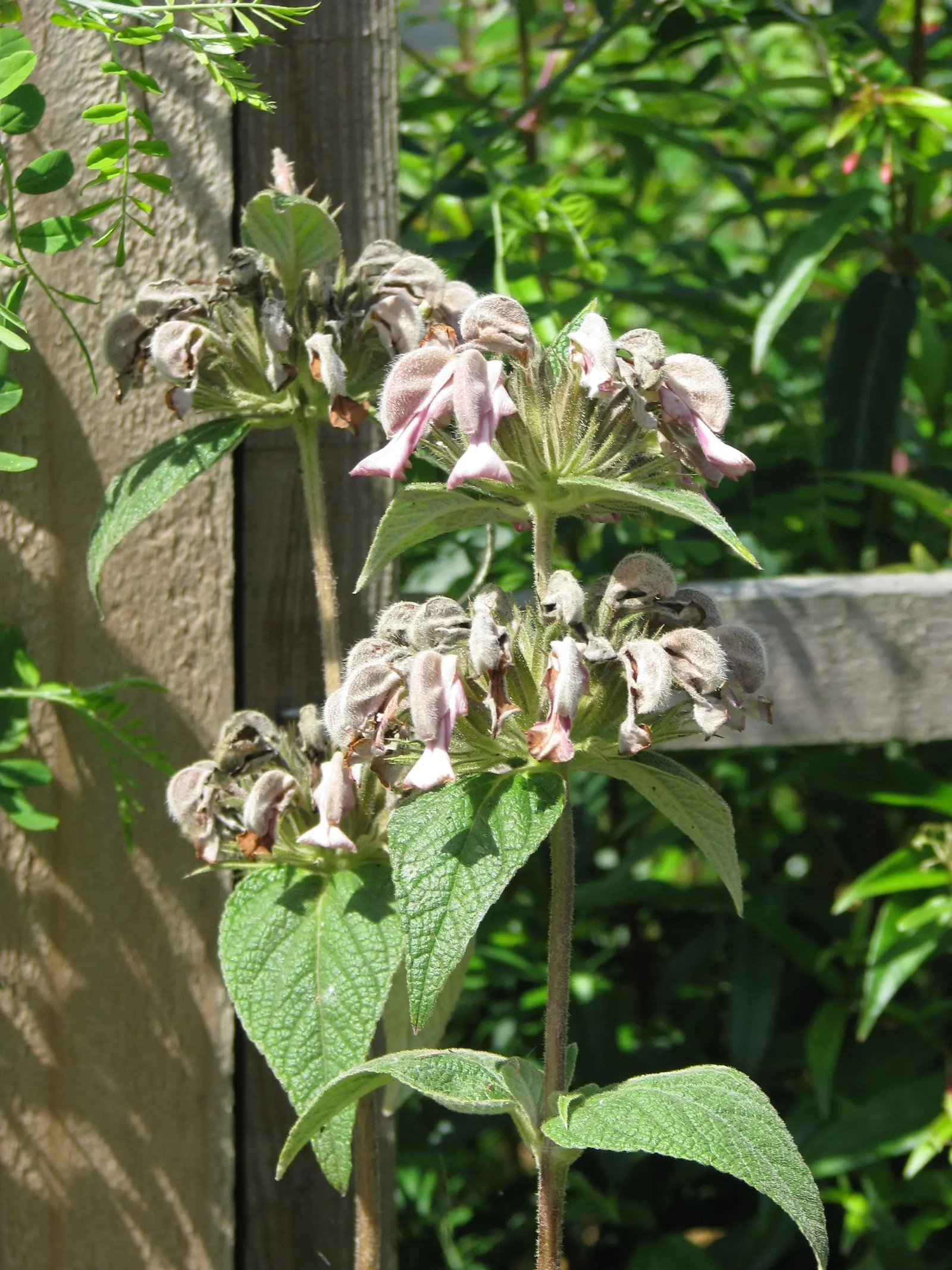 Jerusalem Sage (Phlomis Samia) — herbaceous perennial that brings a touch of the Mediterranean to any landscape