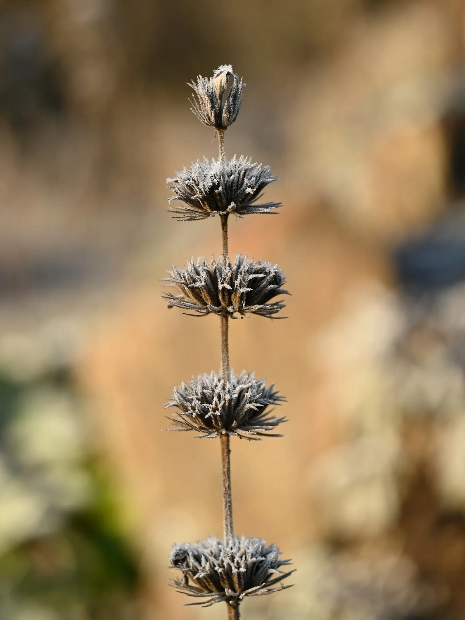 Jerusalem Sage (Phlomis Samia) — This robust species hails from the Greek island of Crete, and it is well-suited for zones 7 through 10