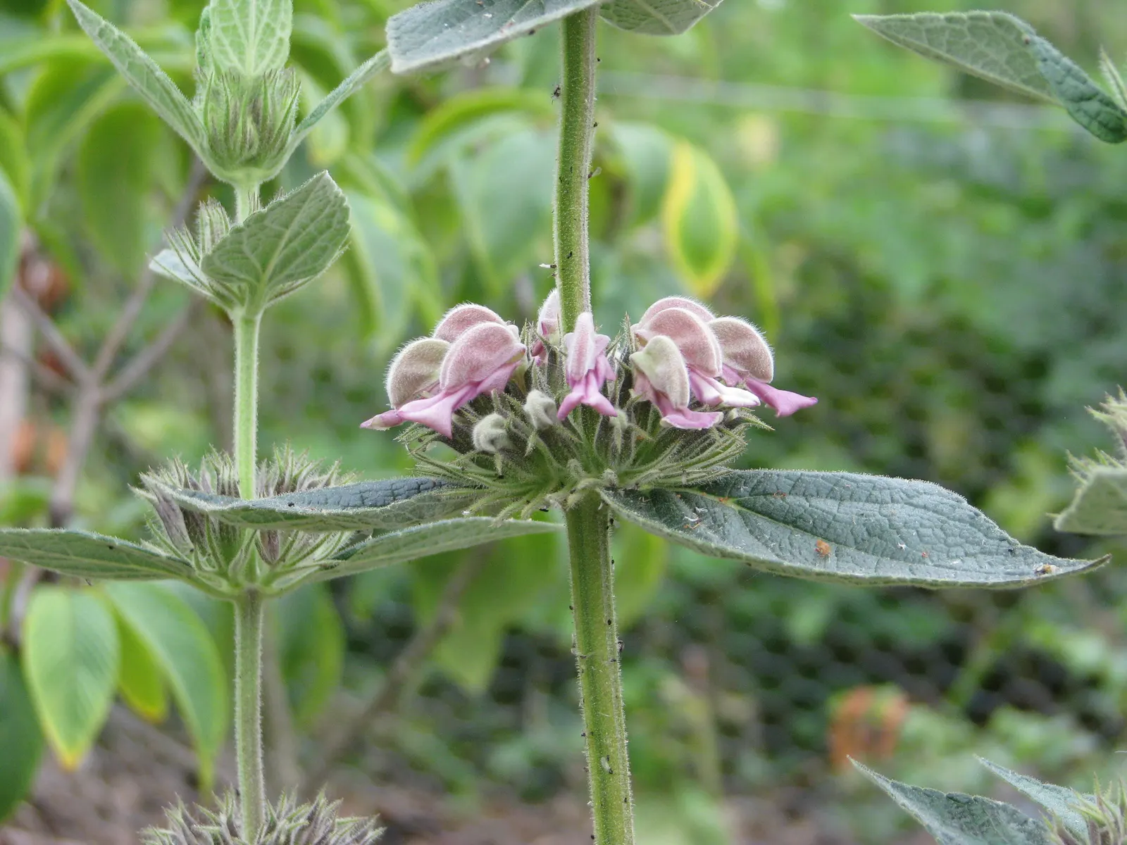 Jerusalem Sage (Phlomis Samia) — it blooms from late spring to early summer