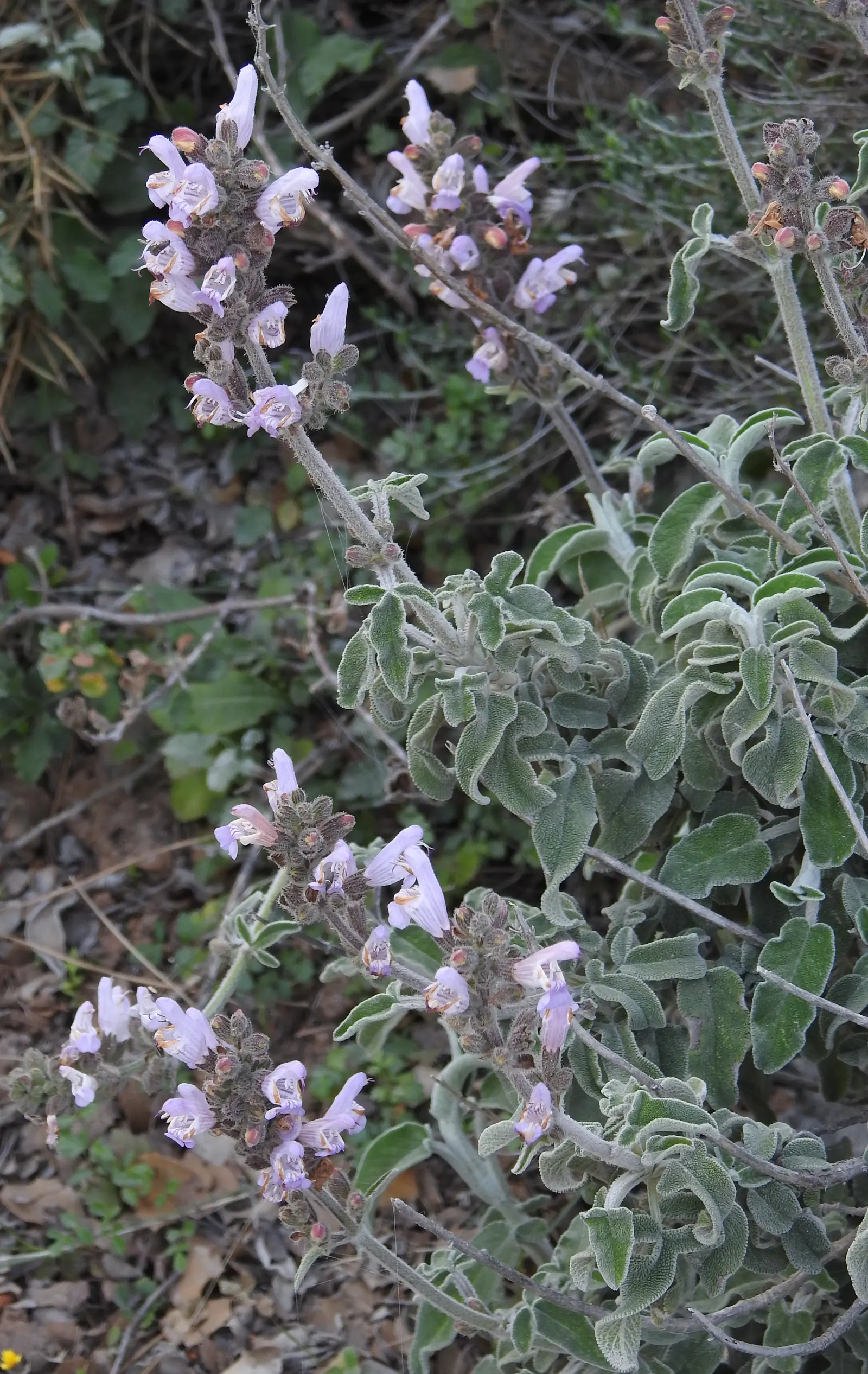 Jerusalem Sage (Phlomis Samia) — scientifically known as Phlomis samia