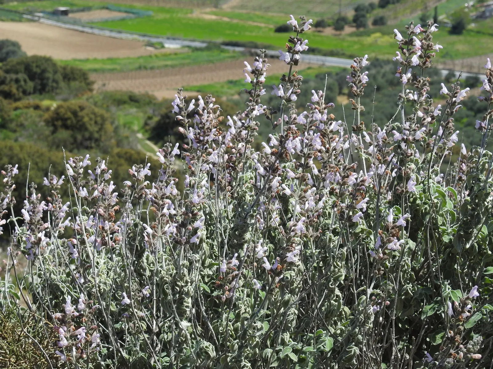 Jerusalem Sage (Phlomis Samia) — is a robust perennial known for its felted