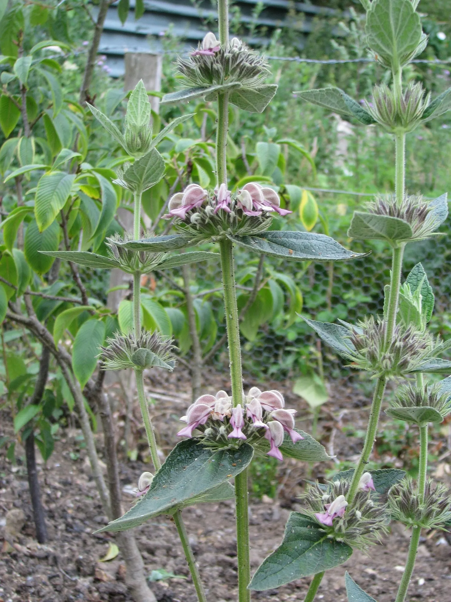 Jerusalem Sage (Phlomis Samia) — It is also deer-resistant, making it a reliable option for areas frequented by wildlife