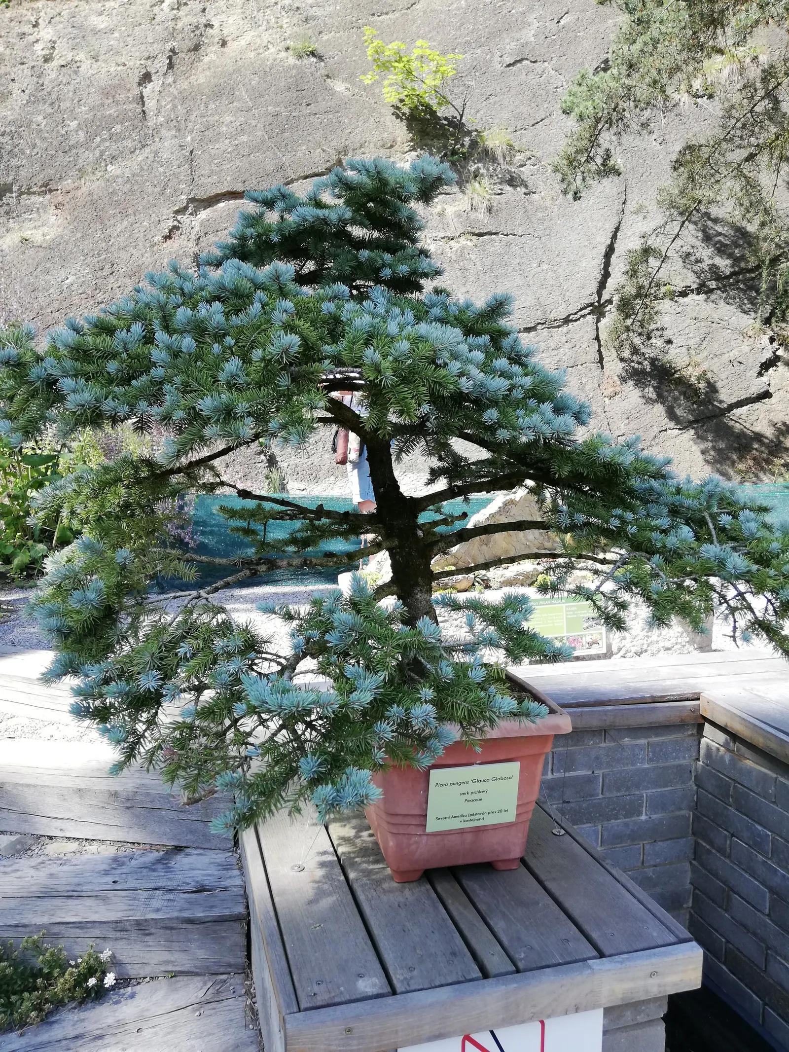 Globe Colorado Blue Spruce (Picea Pungens Glauca 'Globosa') — Rounded in form, it reaches a mature height and width of 3 to 5 feet, offering year-round interest