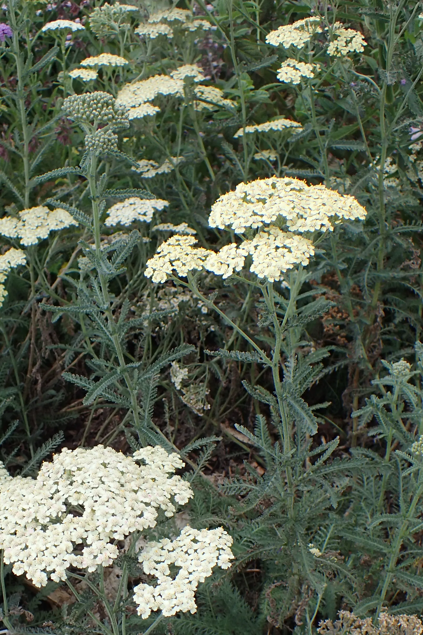 Anthea Yarrow (Achillea 'Anthea') — Achillea 'Anthea' (Anthea Yarrow) is a hardy