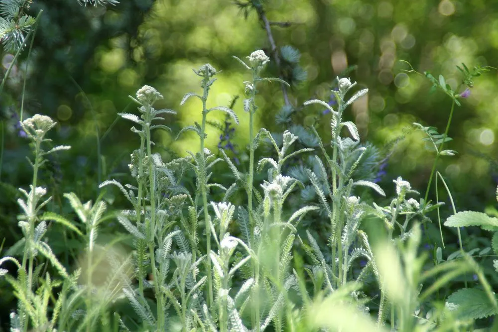 Anthea Yarrow (Achillea 'Anthea') — Ideal for zones 3-8, it reaches up to 2-3 feet tall and spreads 2 feet wide