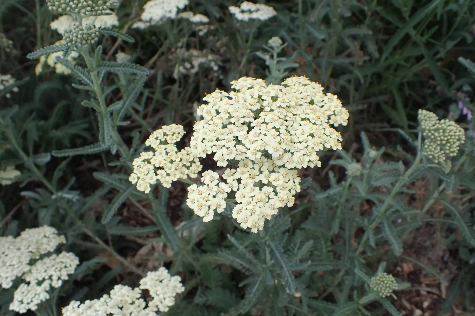 Anthea Yarrow (Achillea 'Anthea') — sun-loving perennial boasting silvery foliage and clusters of soft yellow flowers