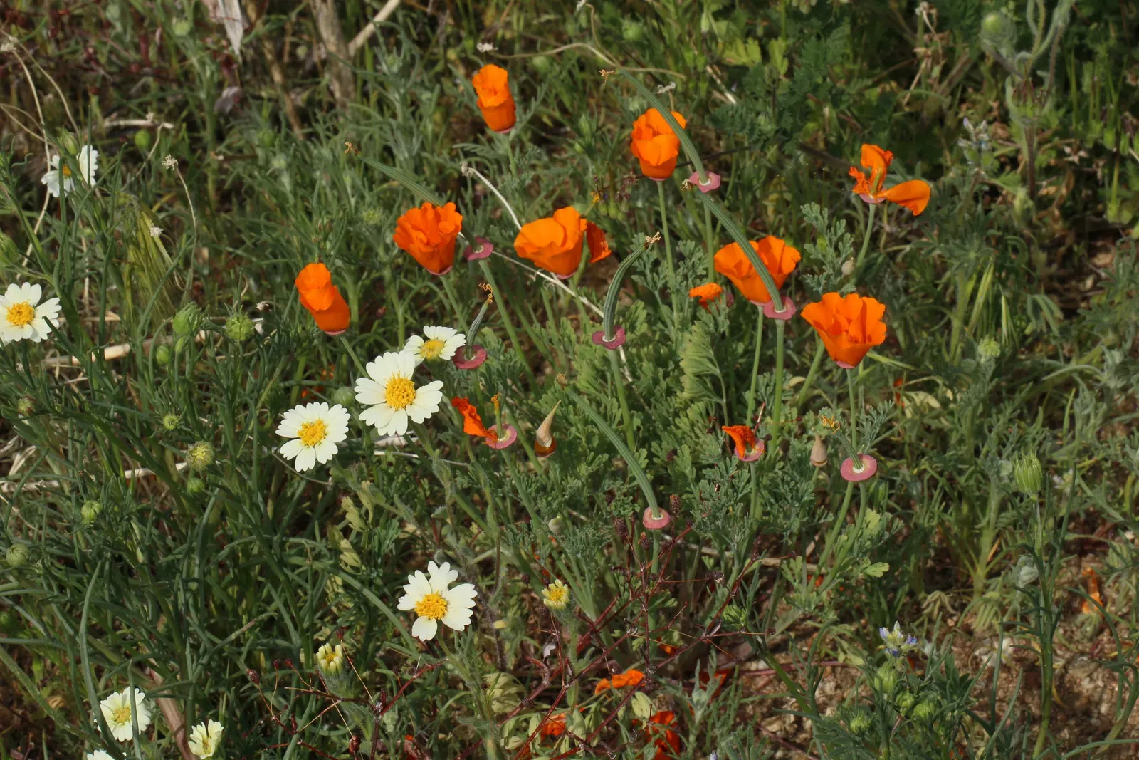White California Poppy (Eschscholzia Californica 'White') — offering a low-maintenance option for borders