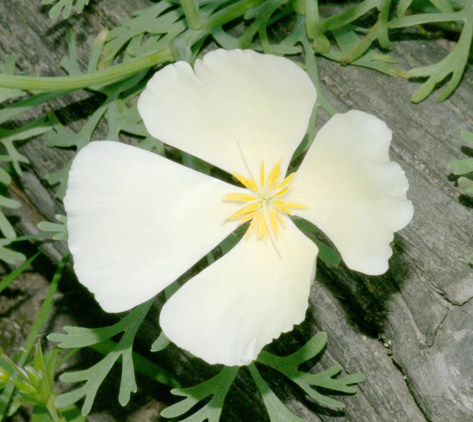 White California Poppy (Eschscholzia Californica 'White') — a variant of the vibrant Eschscholzia californica