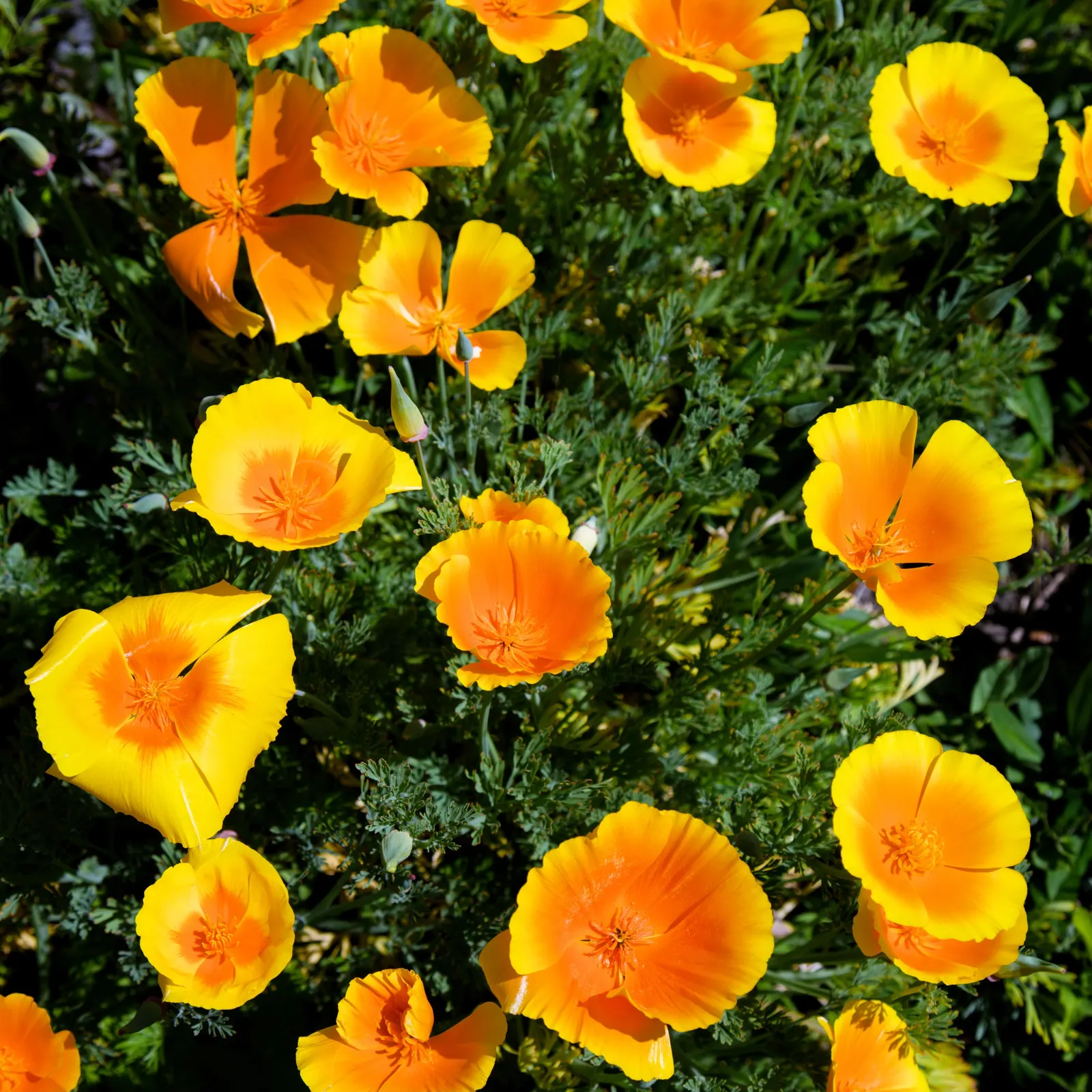 White California Poppy (Eschscholzia Californica 'White') — making them ideal for ground covers or eye-catching spots in rock gardens