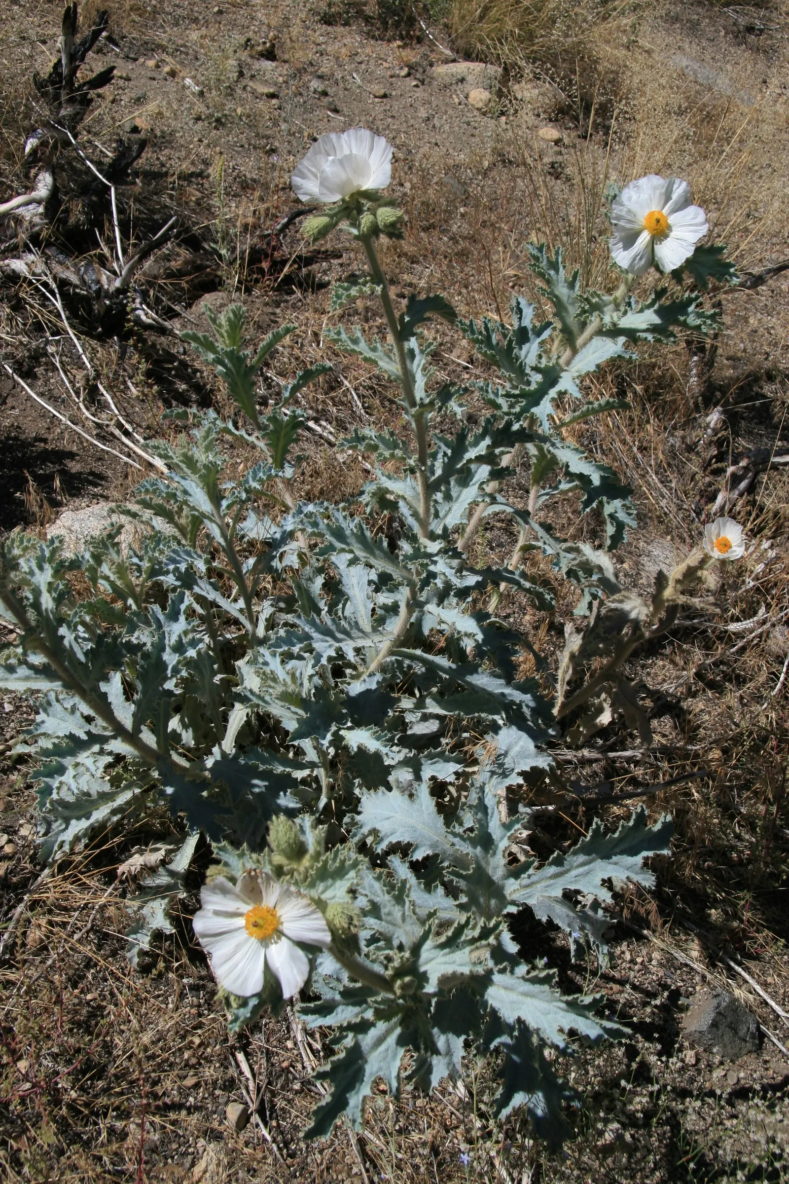 White California Poppy (Eschscholzia Californica 'White') — these poppies reach a modest height of 12 to 18 inches with a similar spread