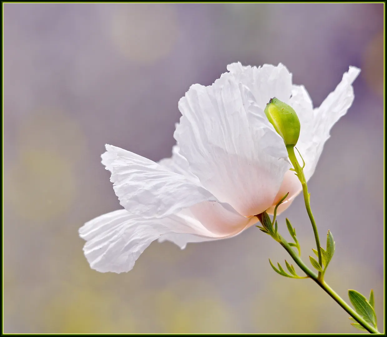White California Poppy (Eschscholzia Californica 'White') — Ideal for USDA zones 5-10