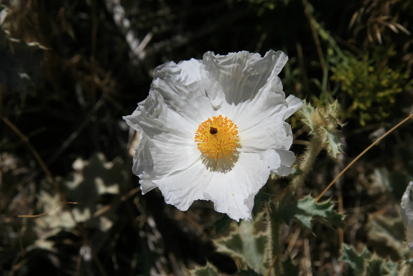 White California Poppy (Eschscholzia Californica 'White') — Sow seeds directly for best results