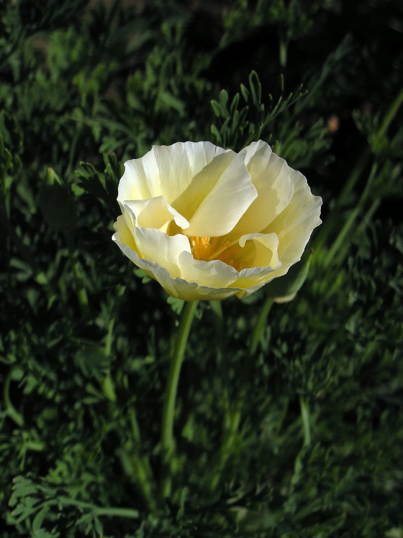 White California Poppy (Eschscholzia Californica 'White') — it blooms from early spring to fall