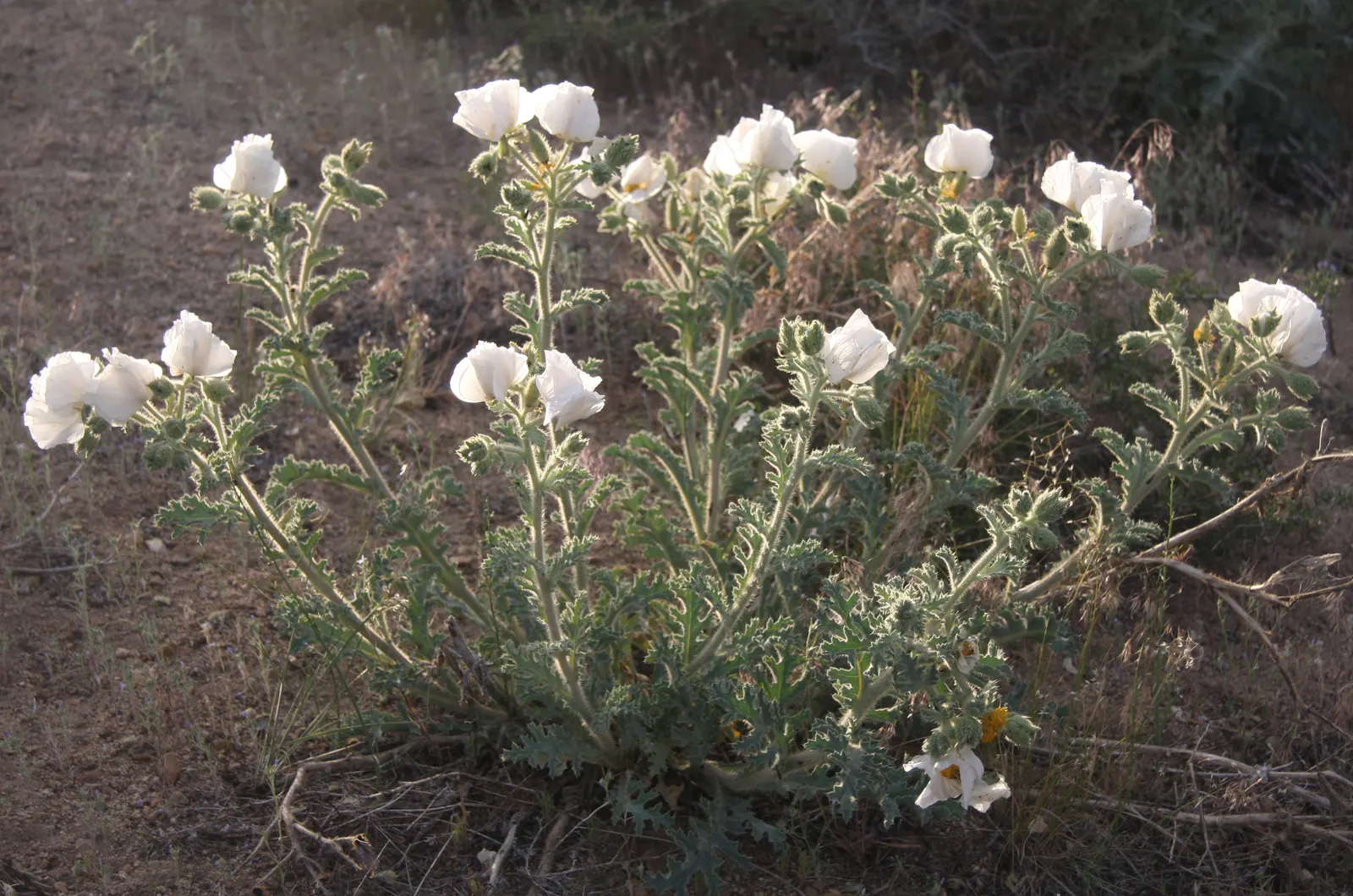 White California Poppy (Eschscholzia Californica 'White') — This drought-tolerant perennial prefers full sun