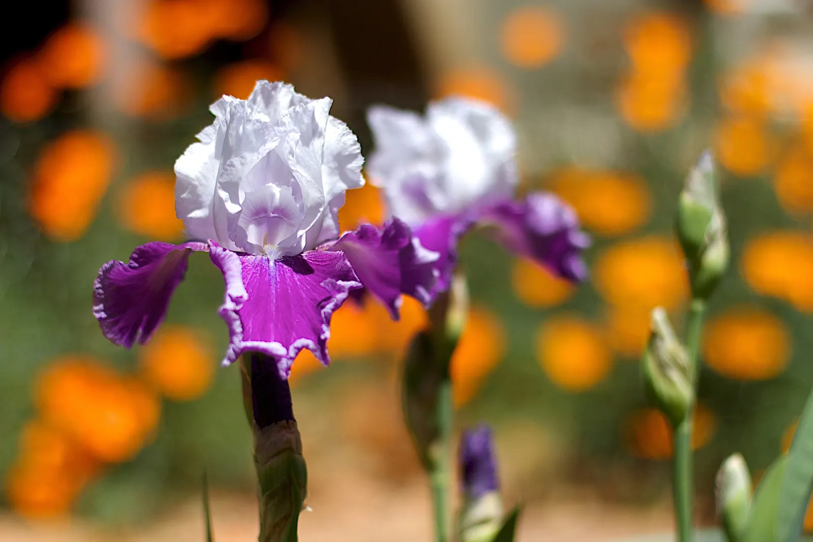 White California Poppy (Eschscholzia Californica 'White') — Known for its remarkable adaptability