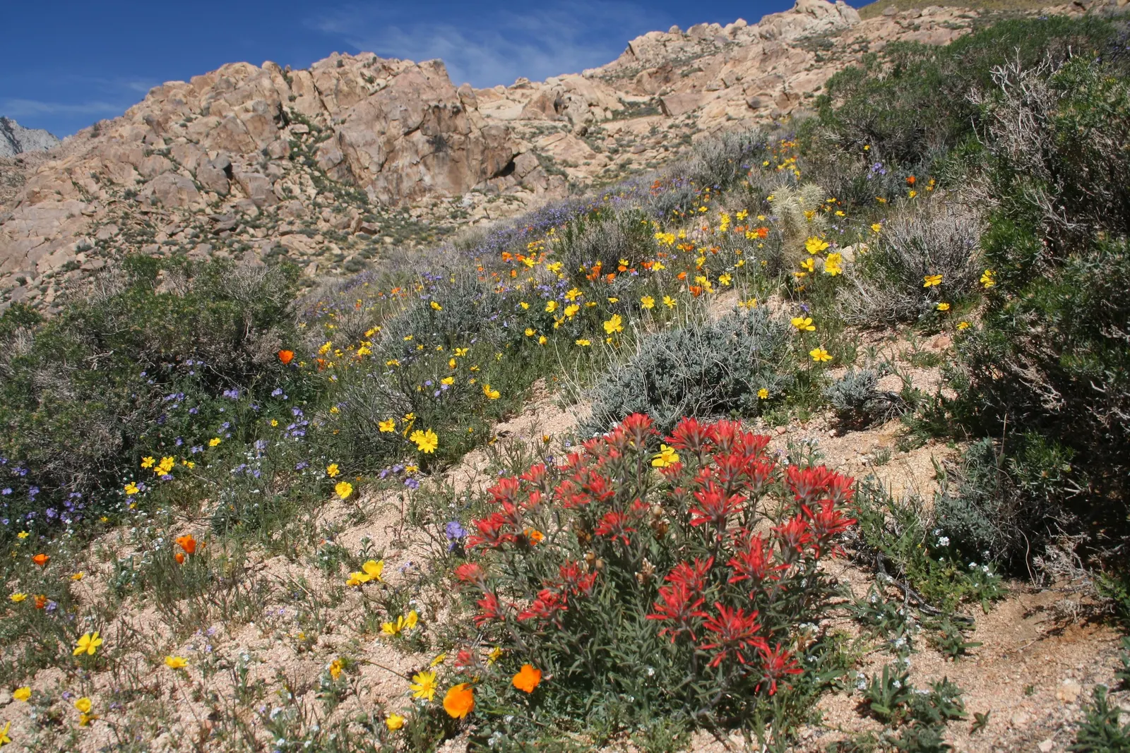 White California Poppy (Eschscholzia Californica 'White') — perfectly complementing the finely dissected