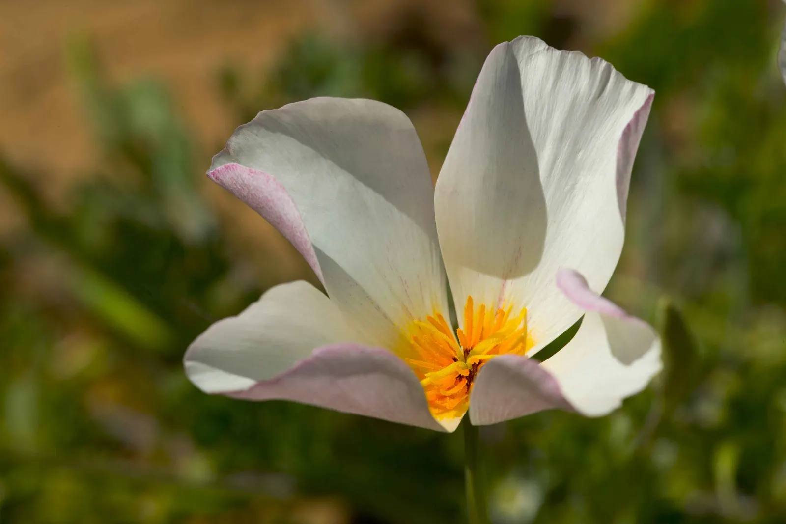 White California Poppy (Eschscholzia Californica 'White') — reaching 12-18 inches in height and spreading up to 6-12 inches