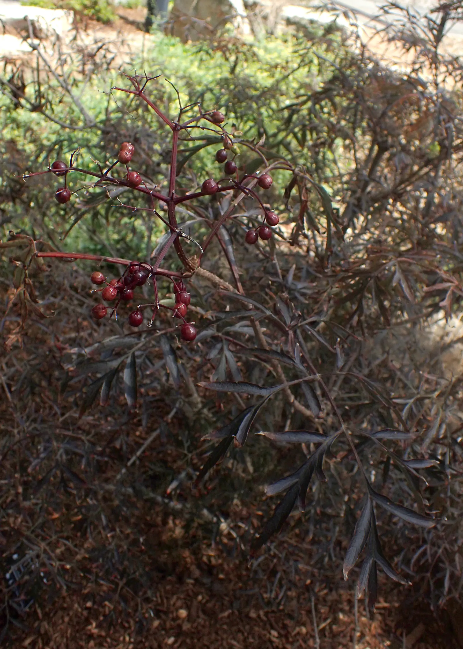 Black Lace‚Ñ¢ Elderberry (Sambucus Nigra 'Eva') — Ideal for dramatic color in mixed borders