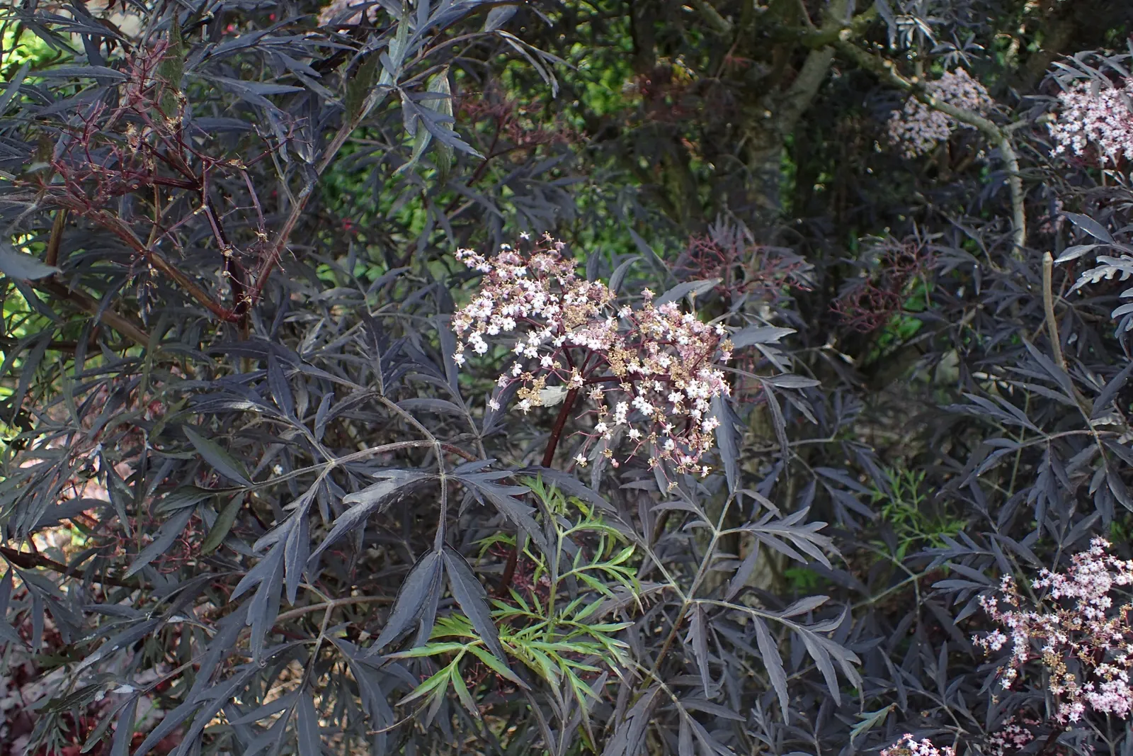 Black Lace‚Ñ¢ Elderberry (Sambucus Nigra 'Eva') — Black Lace‚Ñ¢ Elderberry (Sambucus nigra 'Eva') is a stunning cultivar